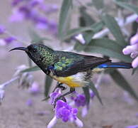 Variable Sunbird