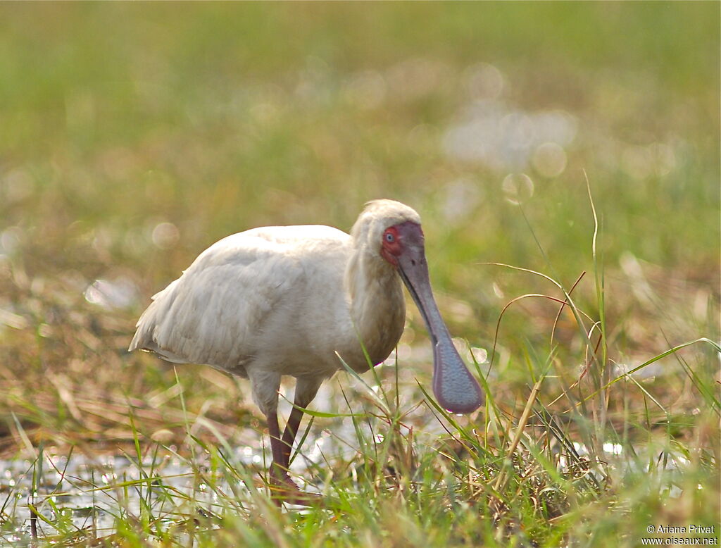 African Spoonbilladult