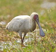 African Spoonbill