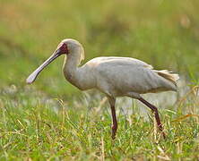 African Spoonbill