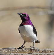 Violet-backed Starling