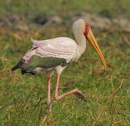 Yellow-billed Stork