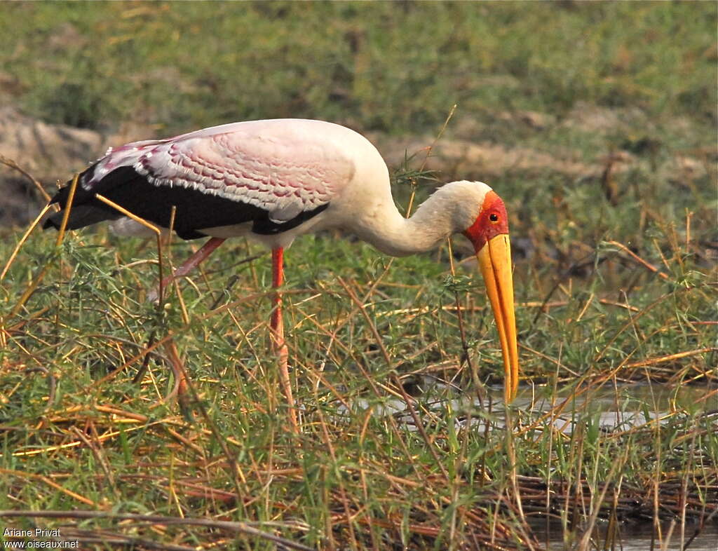 Yellow-billed Storkadult breeding, habitat, pigmentation