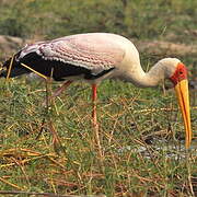 Yellow-billed Stork