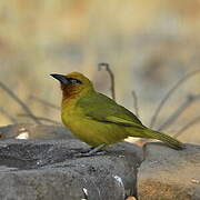 Spectacled Weaver