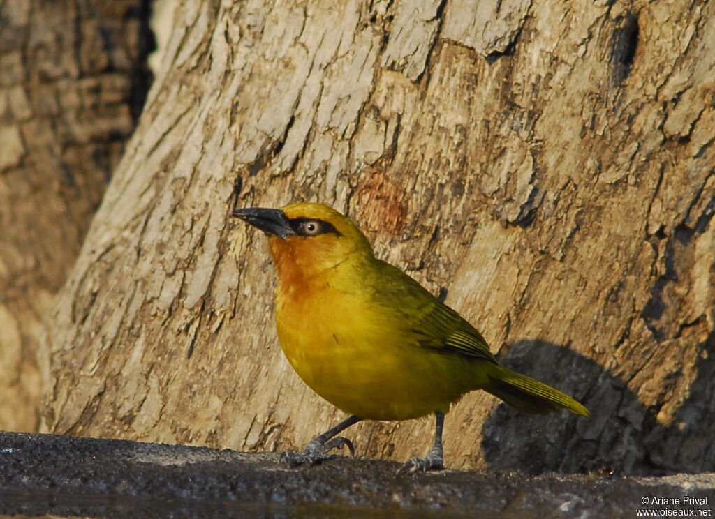 Spectacled Weaver