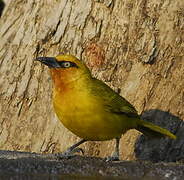 Spectacled Weaver