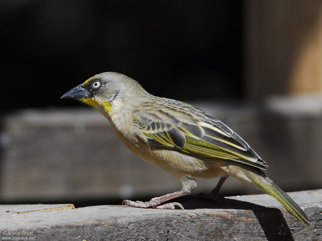 Tisserin baglafecht femelle adulte