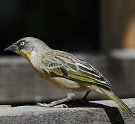 Baglafecht Weaver