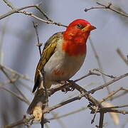 Red-headed Weaver