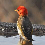 Red-headed Weaver