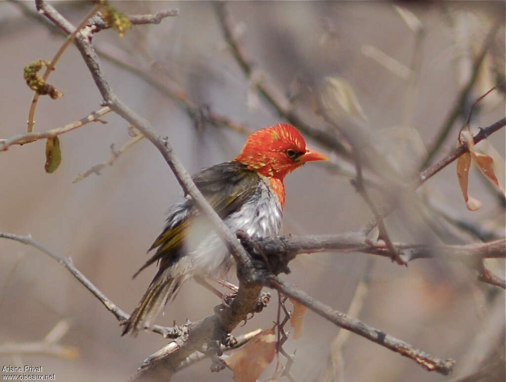 Red-headed Weaver male adult, identification