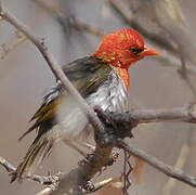 Red-headed Weaver