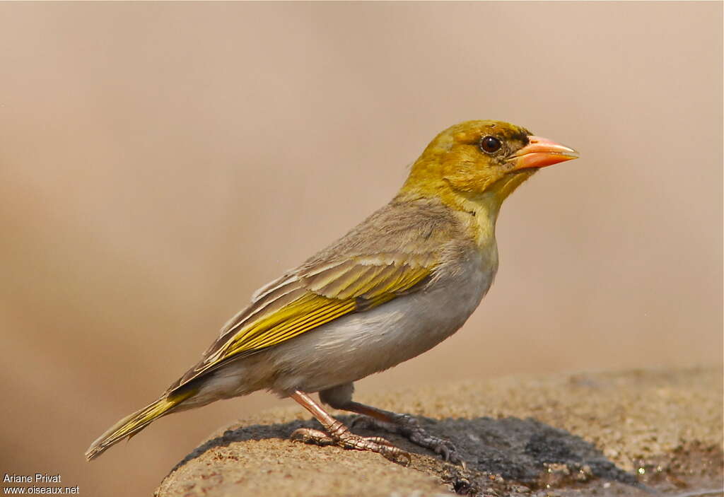 Tisserin écarlate mâle adulte internuptial, identification