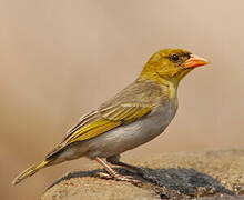 Red-headed Weaver