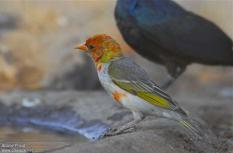 Red-headed Weaver male adult transition, identification