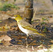 Village Weaver