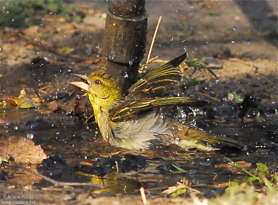 Village Weaver female