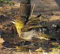 Village Weaver