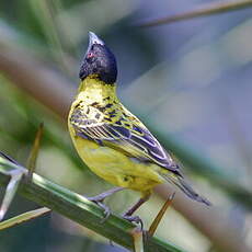 Tisserin gendarme