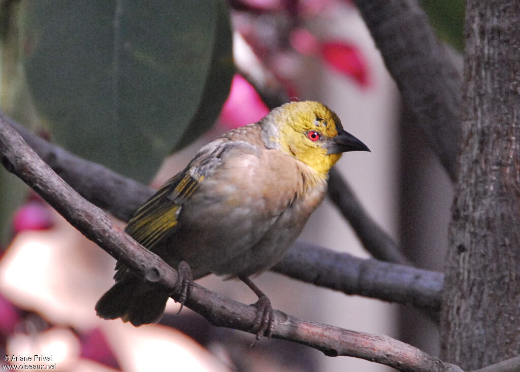 Village Weaver female adult