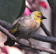 Village Weaver