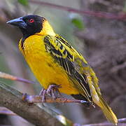 Village Weaver