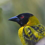 Village Weaver