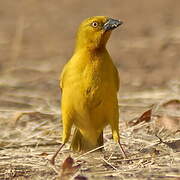 Holub's Golden Weaver