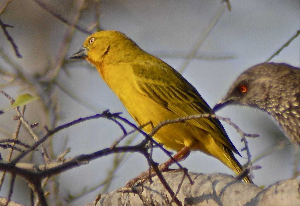 Holub's Golden Weaver