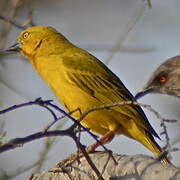 Holub's Golden Weaver