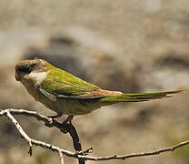 Grey-hooded Parakeet