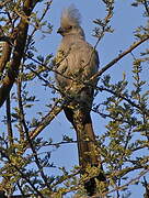 Grey Go-away-bird