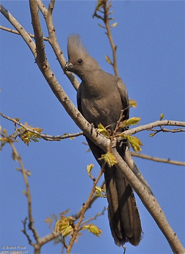 Grey Go-away-bird