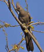 Grey Go-away-bird