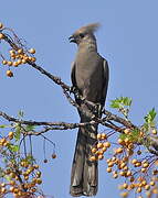 Grey Go-away-bird