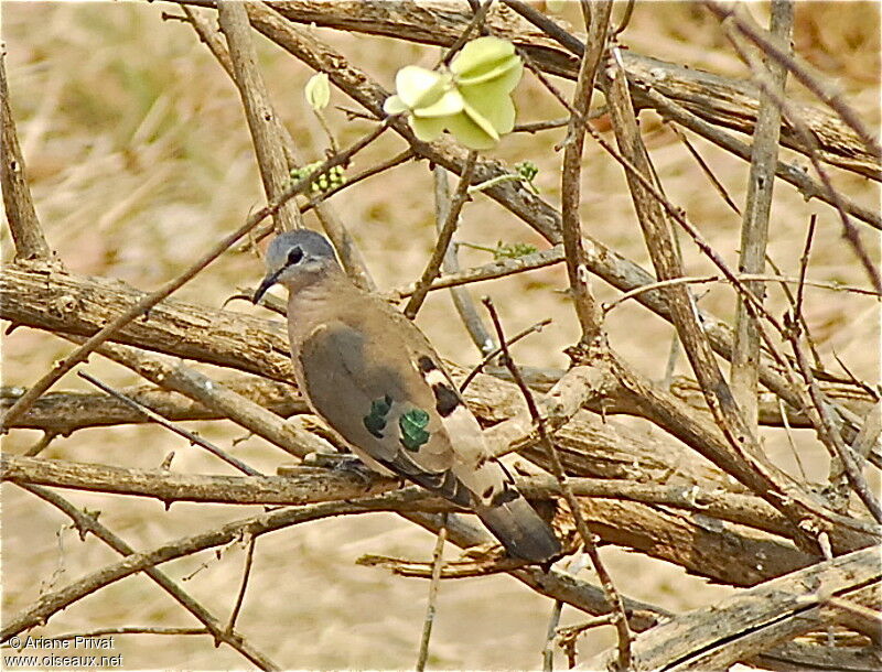 Emerald-spotted Wood Dove