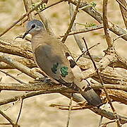 Emerald-spotted Wood Dove