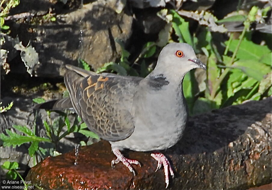 Dusky Turtle Doveadult