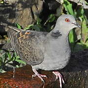 Dusky Turtle Dove