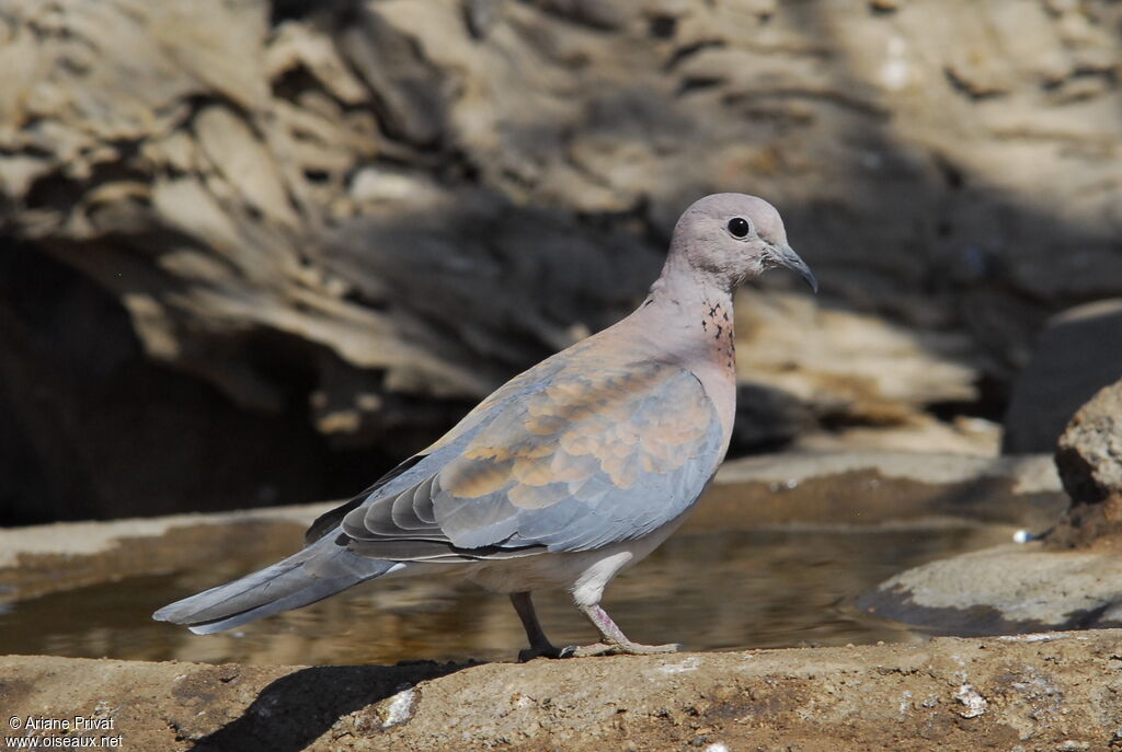 Laughing Dove