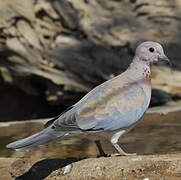 Laughing Dove