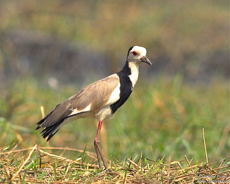 Long-toed Lapwing