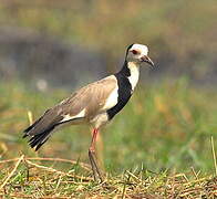 Long-toed Lapwing