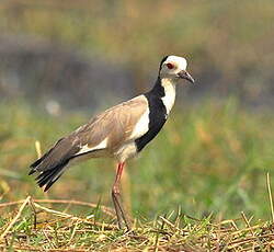 Vanneau à ailes blanches