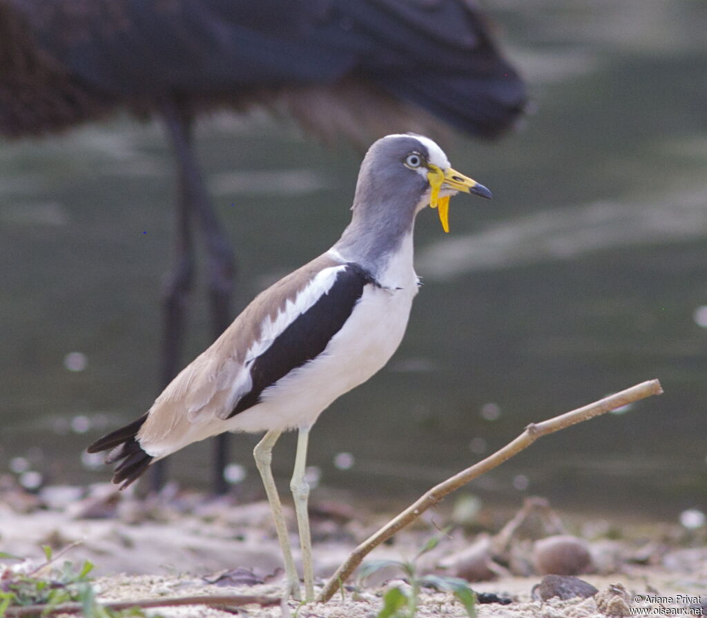 White-crowned Lapwing