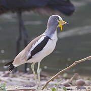 White-crowned Lapwing