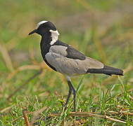 Blacksmith Lapwing