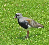 Southern Lapwing