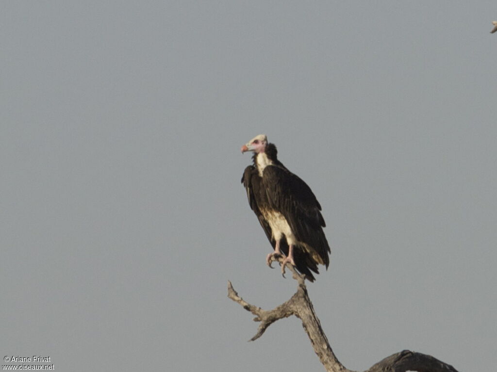 White-headed Vulture